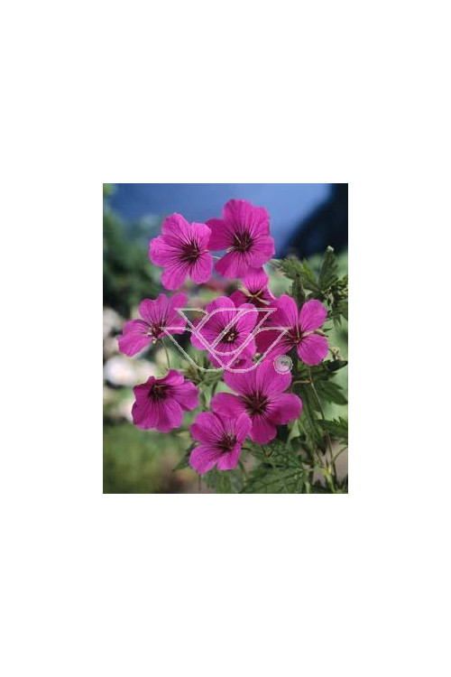 Bodziszek himalajski 'Patricia' Geranium himalayense