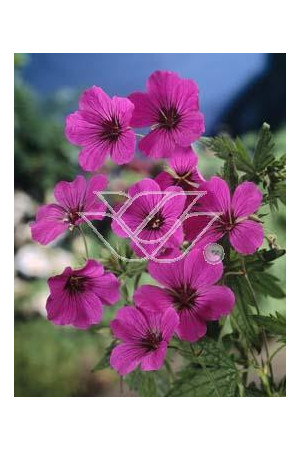 Bodziszek himalajski 'Patricia' Geranium himalayense