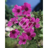Bodziszek himalajski 'Patricia' Geranium himalayense