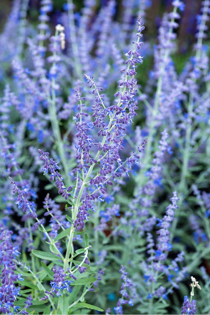 Perowskia 'Zasha' | Perovskia