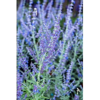 Perowskia 'Zasha' | Perovskia
