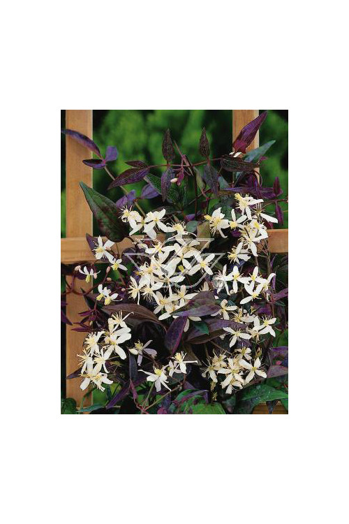 Powojnik prosty 'Rubrifolia' | Clematis recta
