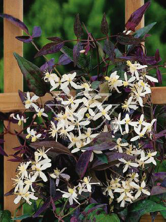 Powojnik prosty 'Rubrifolia' | Clematis recta
