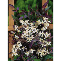 Powojnik prosty 'Rubrifolia' | Clematis recta