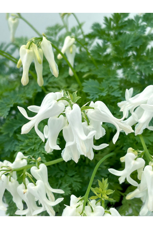 Serduszka 'Amore Titanium' | Dicentra