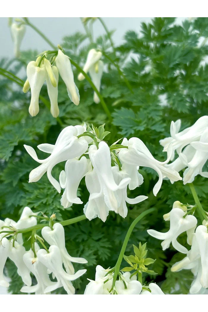 Serduszka 'Amore Titanium' | Dicentra