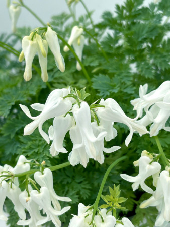 Serduszka 'Amore Titanium' | Dicentra