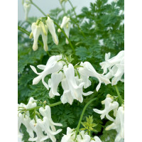 Serduszka 'Amore Titanium' | Dicentra