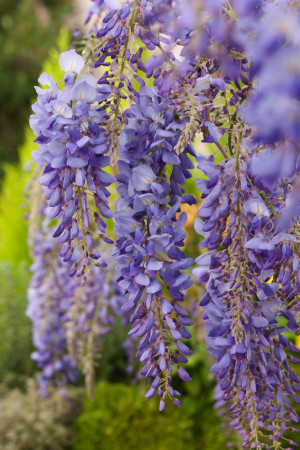 Glicynia kwiecista 'Issai Perfect' | Wisteria sinensis