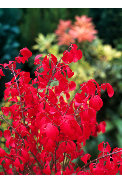 Trzmielina oskrzydlona 'Compactus' | Euonymus alatus