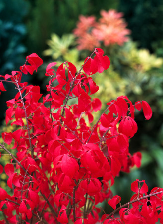 Trzmielina oskrzydlona 'Compactus' | Euonymus alatus