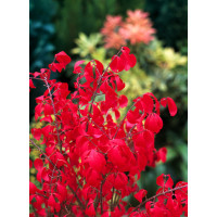 Trzmielina oskrzydlona 'Compactus' | Euonymus alatus