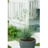 Kostrzewa sina 'Elijah Blue' | Festuca glauca