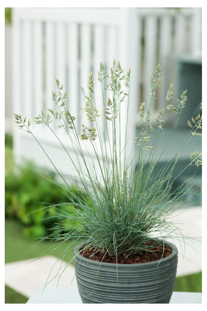 Kostrzewa sina 'Elijah Blue' | Festuca glauca