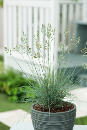 Kostrzewa sina 'Elijah Blue' | Festuca glauca