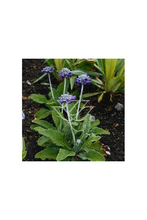 Pierwiosnek główkowaty Primula capitata ssp. Moreana