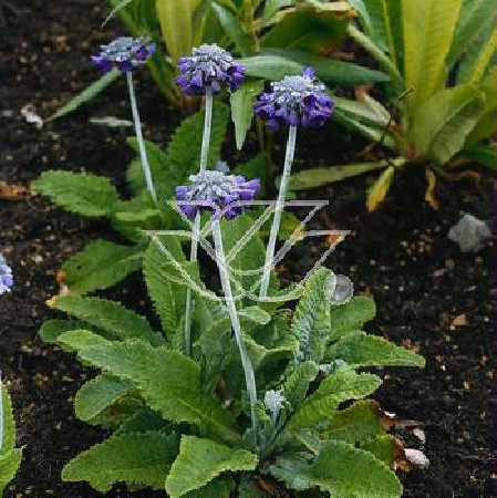 Pierwiosnek główkowaty Primula capitata ssp. Moreana