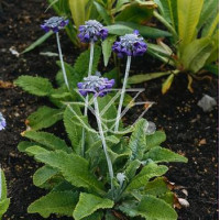 Pierwiosnek główkowaty Primula capitata ssp. Moreana