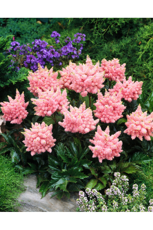 tawułka, tawułka arendsa, astilbe, astilbe arendsii, tawułka białą, tawułka Sister Theresa