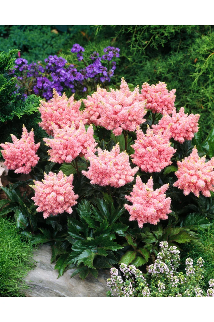 tawułka, tawułka arendsa, astilbe, astilbe arendsii, tawułka białą, tawułka Sister Theresa