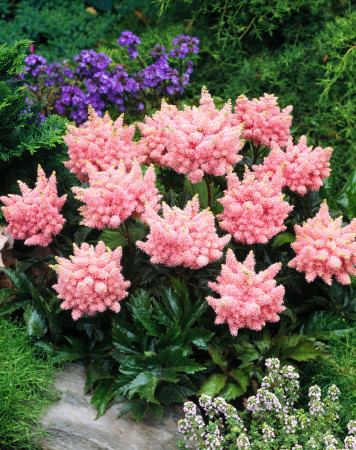 tawułka, tawułka arendsa, astilbe, astilbe arendsii, tawułka białą, tawułka Sister Theresa