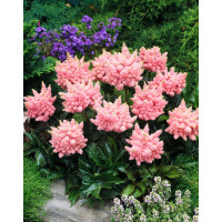 tawułka, tawułka arendsa, astilbe, astilbe arendsii, tawułka białą, tawułka Sister Theresa