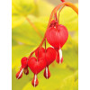 Serduszka 'Ruby Gold' | Dicentra