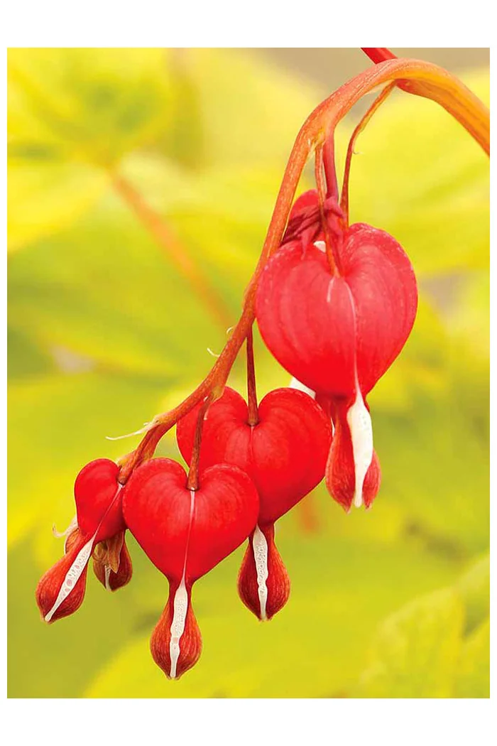 Serduszka 'Ruby Gold' | Dicentra