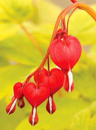 Serduszka 'Ruby Gold' | Dicentra