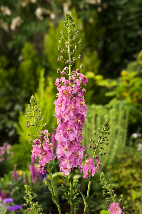 Dziewanna fioletowa | Verbascum phoeniceum