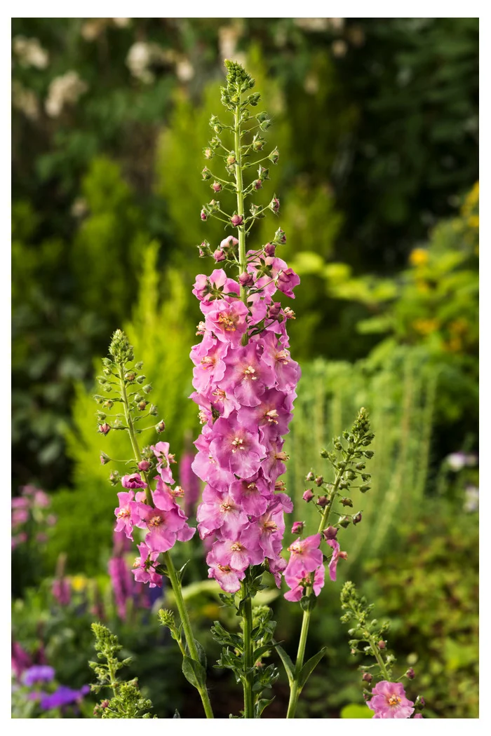 Dziewanna fioletowa | Verbascum phoeniceum