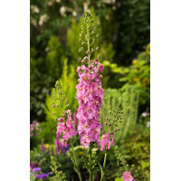 Dziewanna fioletowa | Verbascum phoeniceum