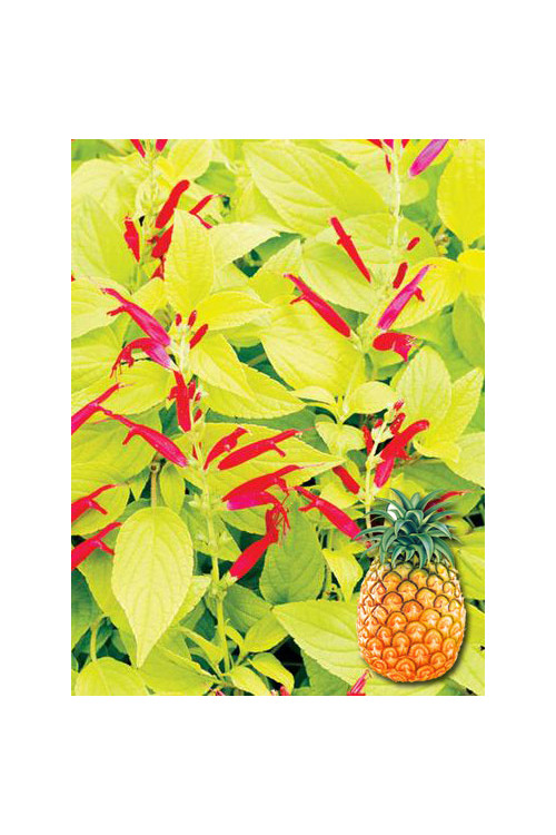 Szałwia 'Golden Delicious' Salvia elegans