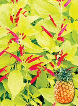 Szałwia 'Golden Delicious' Salvia elegans