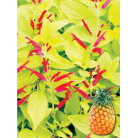 Szałwia 'Golden Delicious' Salvia elegans