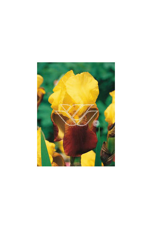 kosaciec, kosaciec amerykański, irys, iris