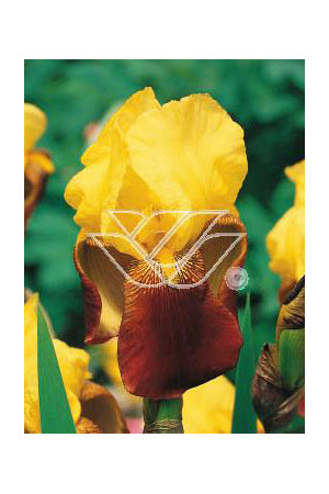 kosaciec, kosaciec amerykański, irys, iris