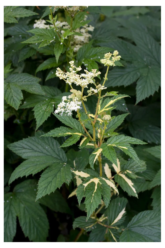 Wiązówka błotna 'Variegata' | Filipendula ulmaria