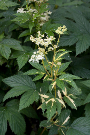Wiązówka błotna 'Variegata' | Filipendula ulmaria