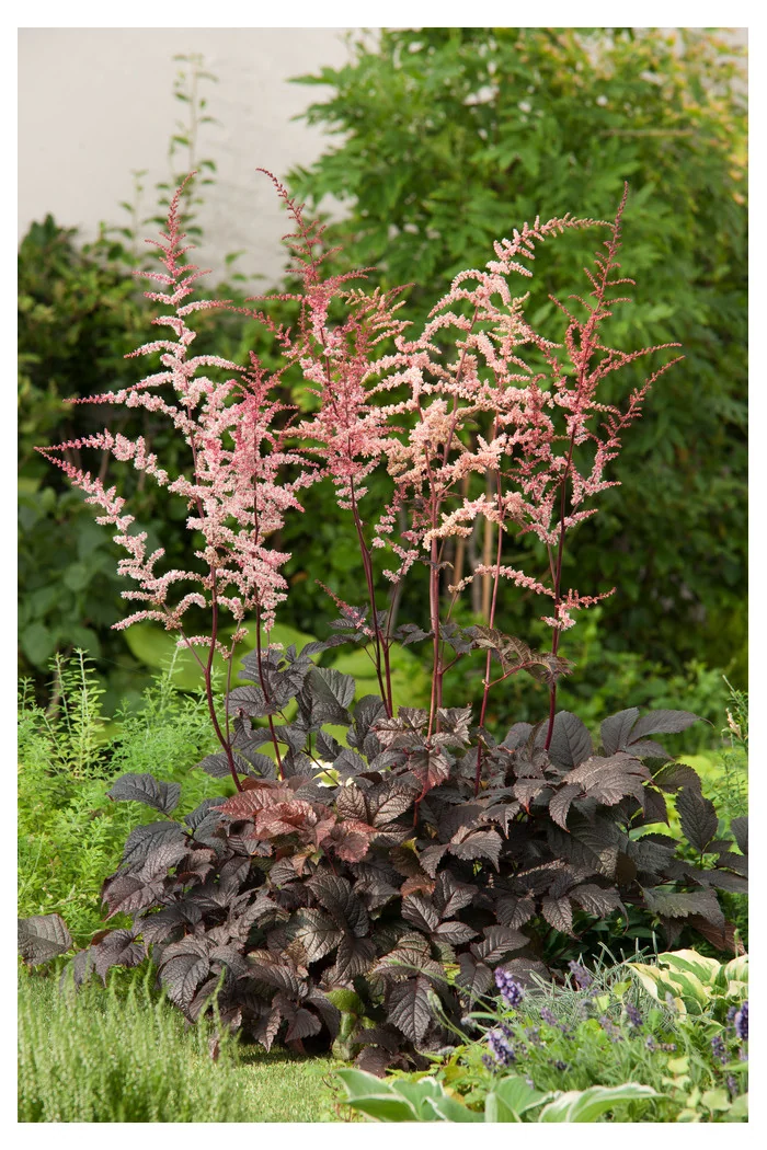 tawułka, tawułka arendsa, astilbe, astilbe arendsii, tawułka białą, tawułka Deutschland