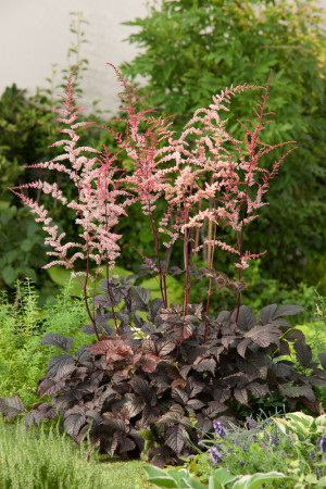 tawułka, tawułka arendsa, astilbe, astilbe arendsii, tawułka białą, tawułka Deutschland