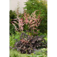 tawułka, tawułka arendsa, astilbe, astilbe arendsii, tawułka białą, tawułka Deutschland