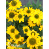 Jeżówka Sombrero 'Compact Yellow' | Echinacea