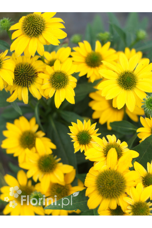 Jeżówka Sombrero 'Compact Yellow' | Echinacea