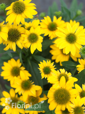 Jeżówka Sombrero 'Compact Yellow' | Echinacea