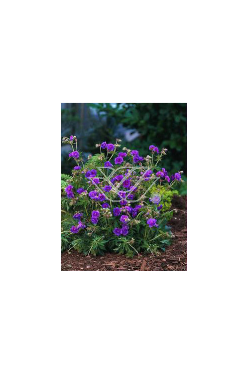 bodziszek, bodziszek plenum violaceum, bodziszek łąkowy