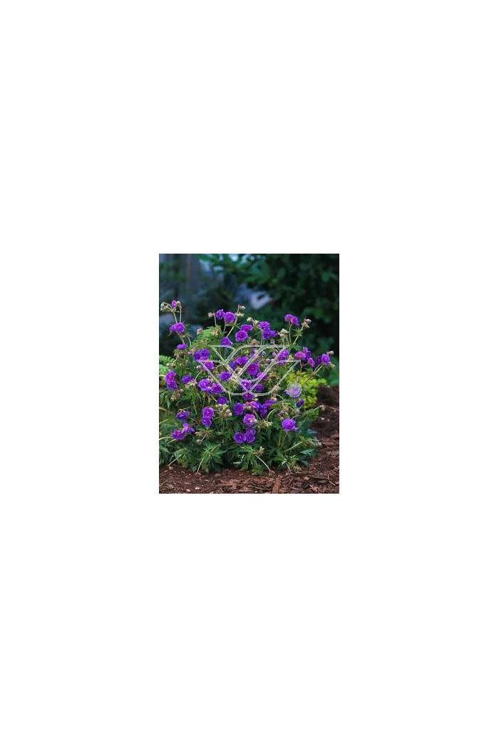 bodziszek, bodziszek plenum violaceum, bodziszek łąkowy