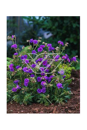 bodziszek, bodziszek plenum violaceum, bodziszek łąkowy