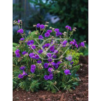 bodziszek, bodziszek plenum violaceum, bodziszek łąkowy