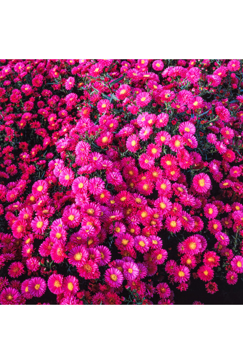 Aster krzaczasty 'Royal Ruby' | Aster dumosus
